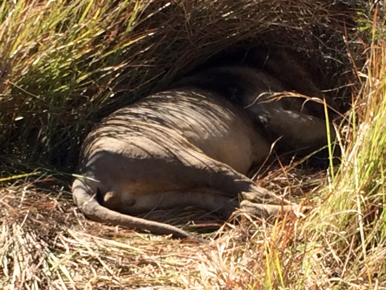 [18998] 2016_06_28_04_21_27_Africa_iPhone_5s_IMG__00764.jpg