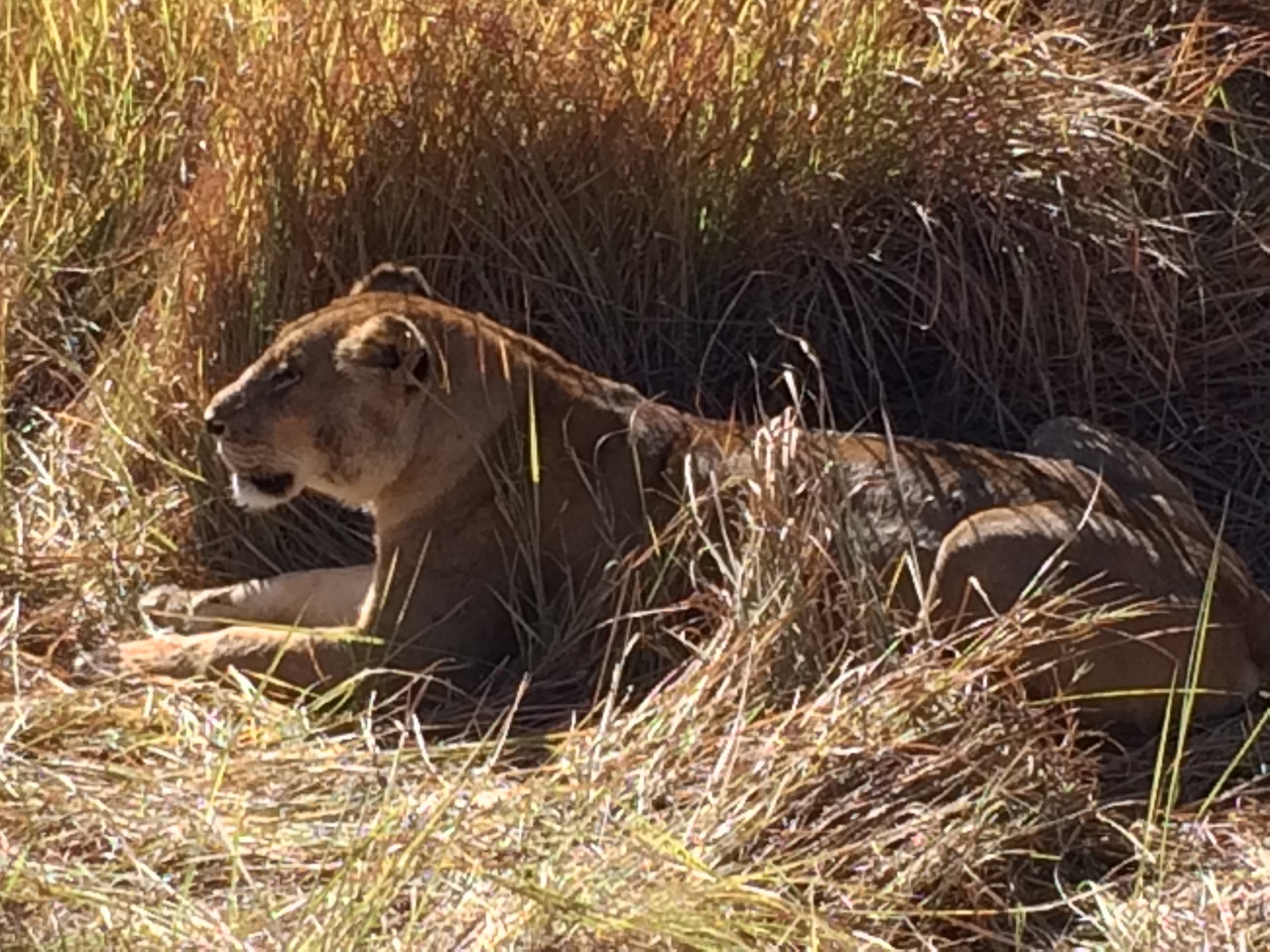 [19037] 2016_06_28_04_22_09_Africa_iPhone_5s_IMG__00772.jpg