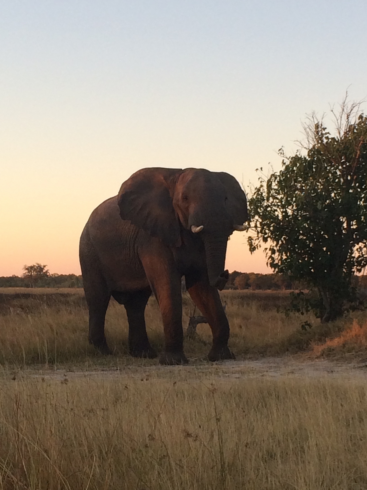 [20110] 2016_06_28_11_51_55_Africa_iPhone_5s_IMG__06395.jpg