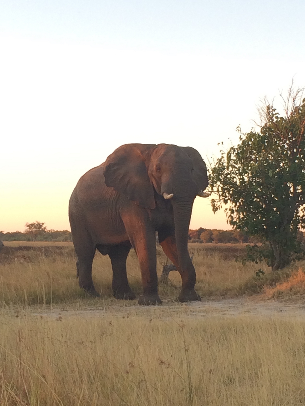 [20111] 2016_06_28_11_52_00_Africa_iPhone_5s_IMG__00782.jpg