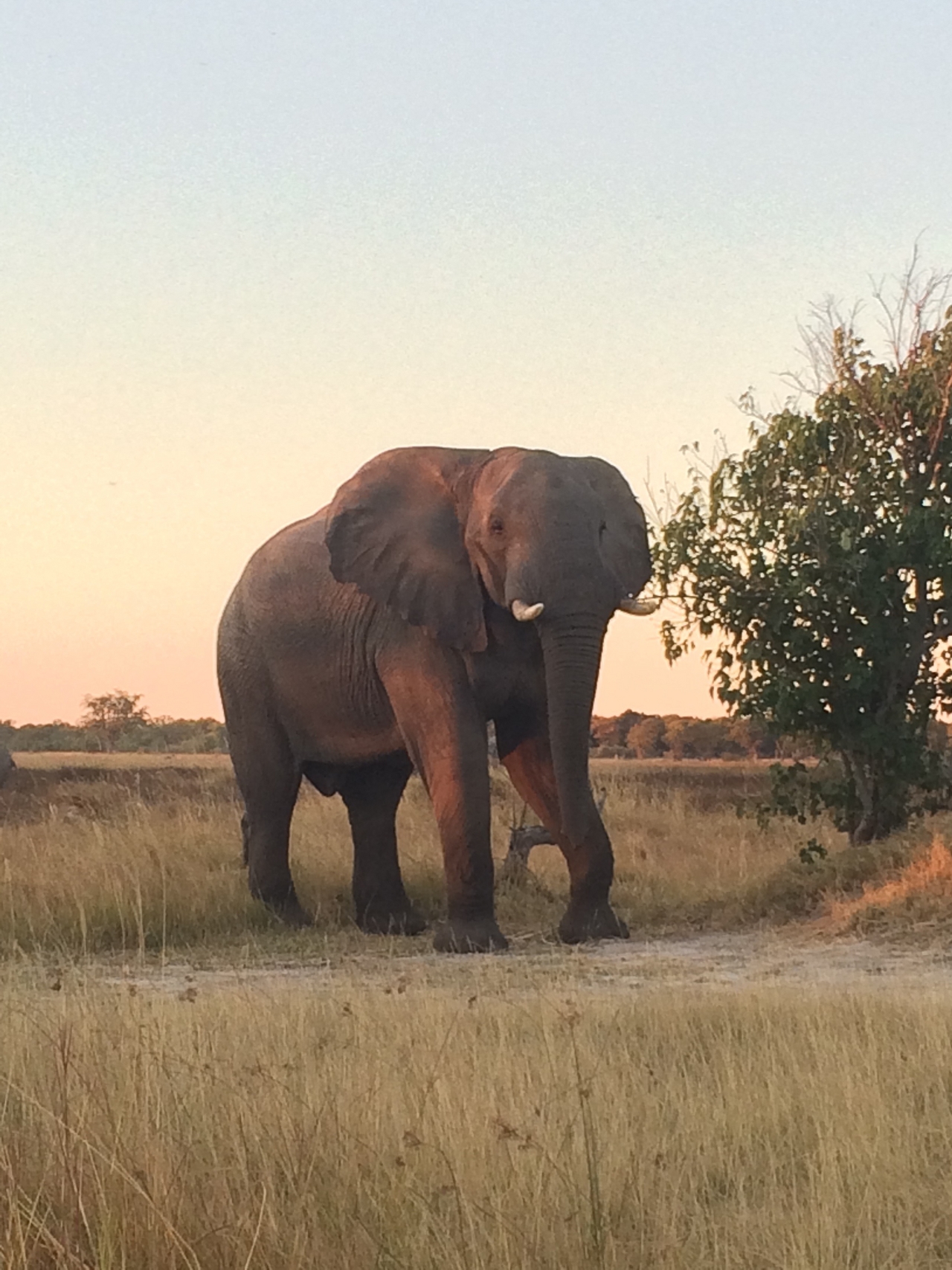[20112] 2016_06_28_11_52_00_Africa_iPhone_5s_IMG__00783.jpg
