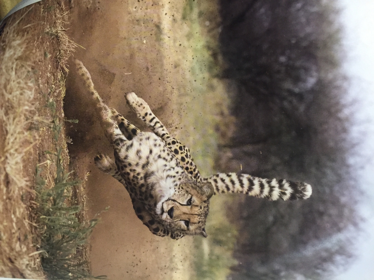 [436] 2016_06_21_22_17_11_Africa_iPhone_6_IMG_7568_02506.jpg