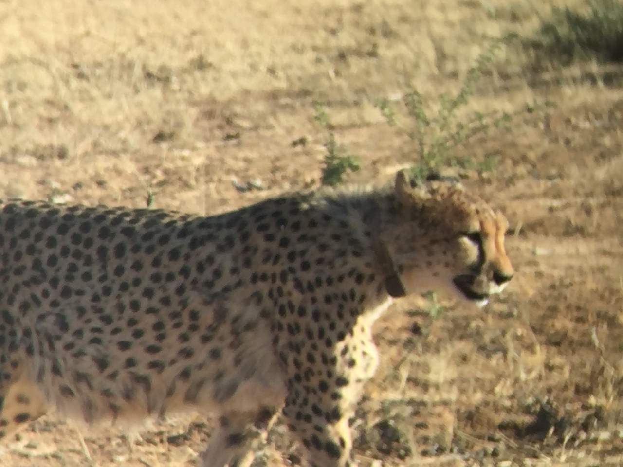 [2393] 2016_06_22_07_56_21_Africa_iPhone_6_IMG_7609_00203.jpg