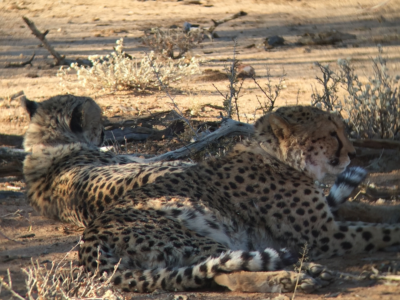 [2405] 2016_06_22_08_01_18_Africa_iPhone_6_IMG_7616_00209.jpg