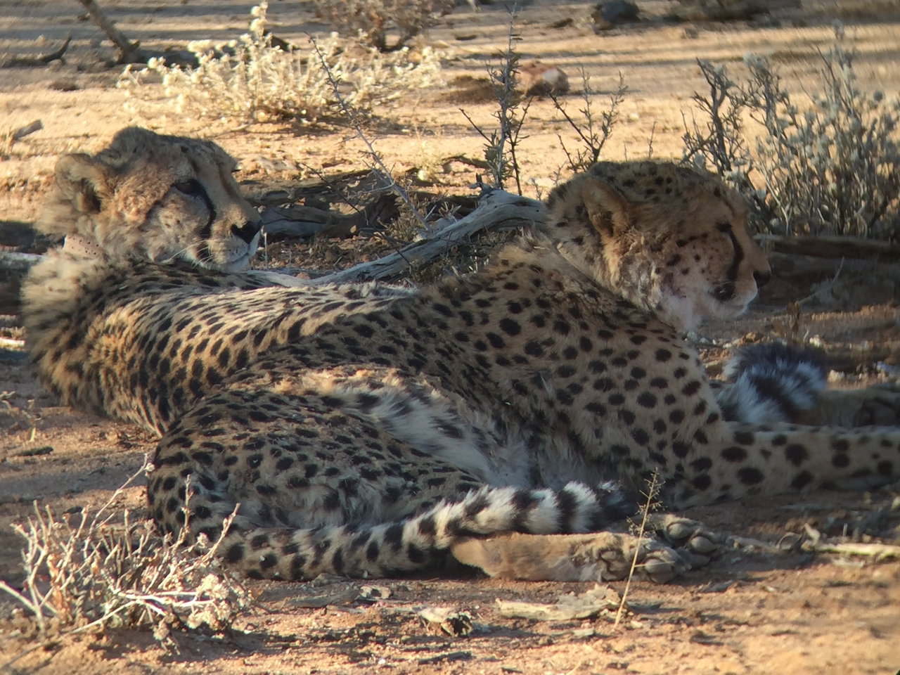 [2407] 2016_06_22_08_01_25_Africa_iPhone_6_IMG_7617_00210.jpg