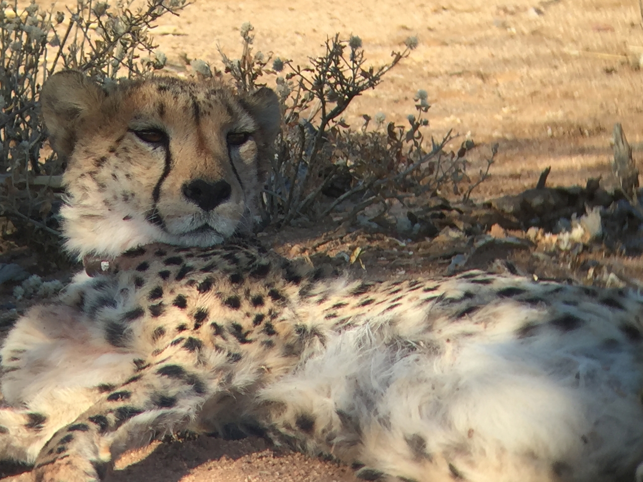 [2433] 2016_06_22_08_11_55_Africa_iPhone_6_IMG_7632_00223.jpg