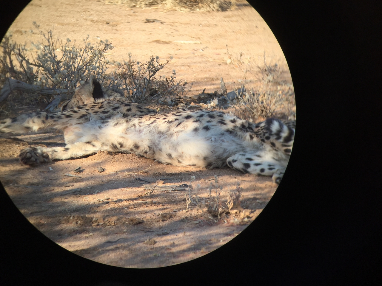 [2435] 2016_06_22_08_12_07_Africa_iPhone_6_IMG_7633_00224.jpg