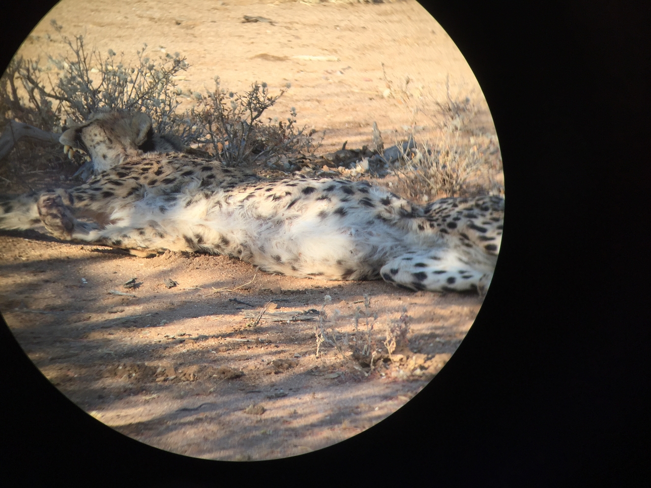 [2438] 2016_06_22_08_12_08_Africa_iPhone_6_IMG_7634_02566.jpg