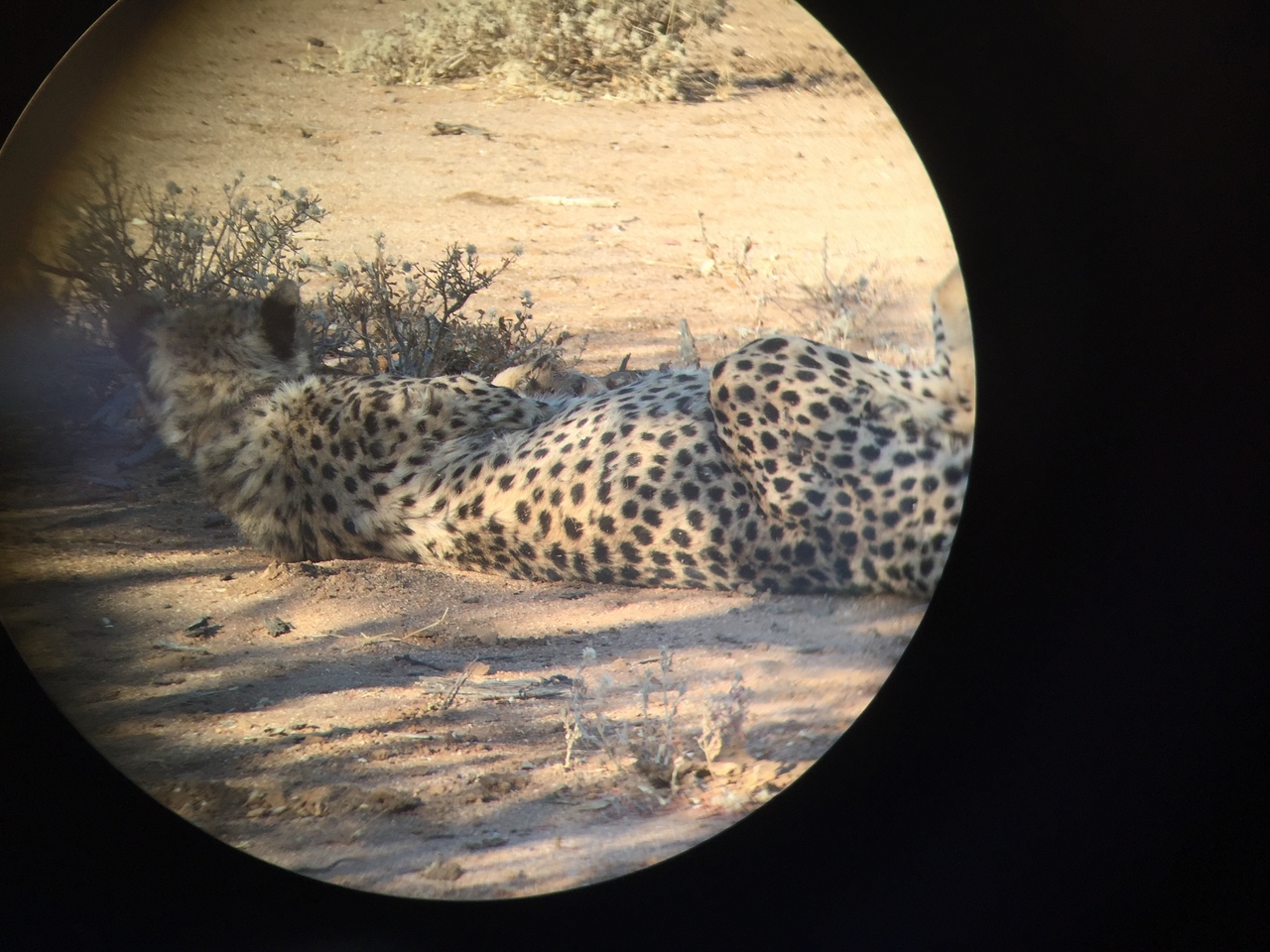 [2441] 2016_06_22_08_12_13_Africa_iPhone_6_IMG_7636_00227.jpg