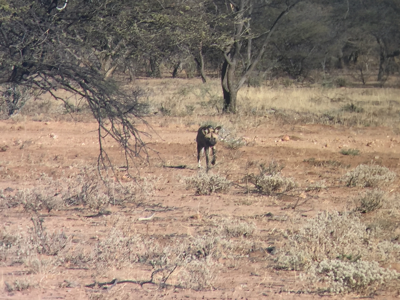 [2446] 2016_06_22_08_18_56_Africa_iPhone_6_IMG_7638_02570.jpg