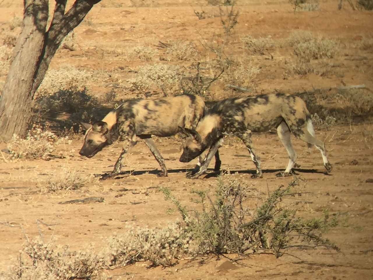 [2453] 2016_06_22_08_20_16_Africa_iPhone_6_IMG_7642_00233.jpg