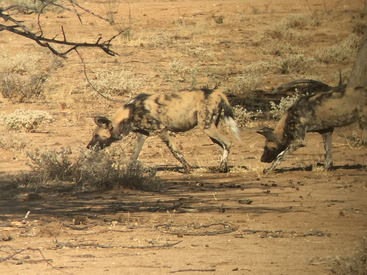 [2455] 2016_06_22_08_20_18_Africa_iPhone_6_IMG_7643_00234.jpg