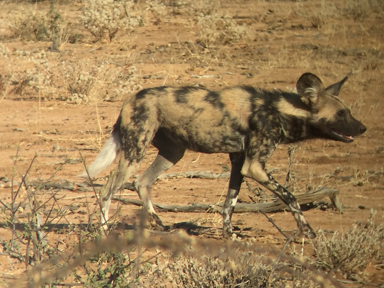 [2458] 2016_06_22_08_20_43_Africa_iPhone_6_IMG_7644_02576.jpg