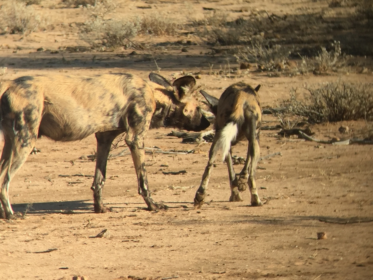 [2462] 2016_06_22_08_21_24_Africa_iPhone_6_IMG_7646_02578.jpg