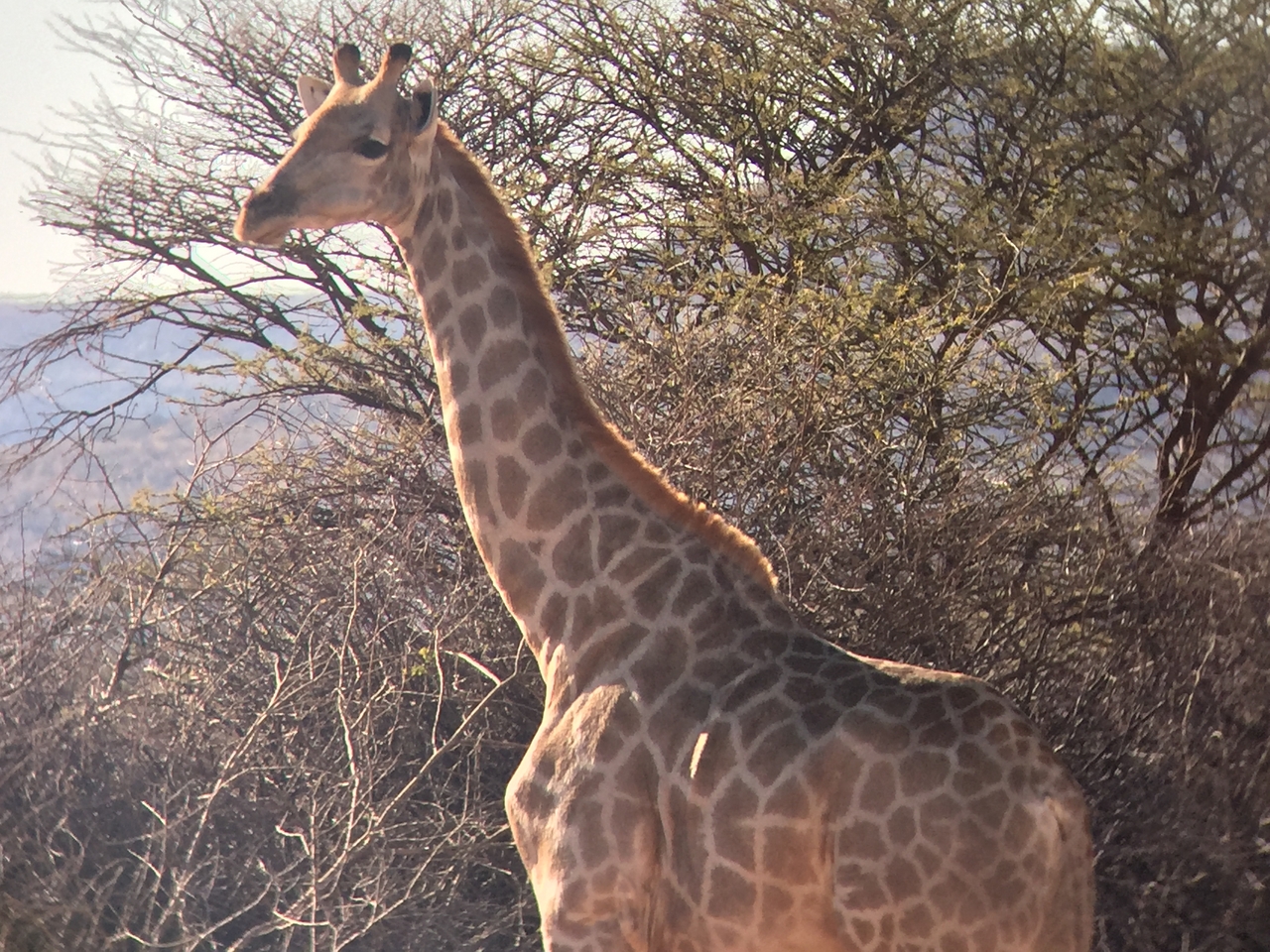 [2478] 2016_06_22_08_37_59_Africa_iPhone_6_IMG_7654_02586.jpg