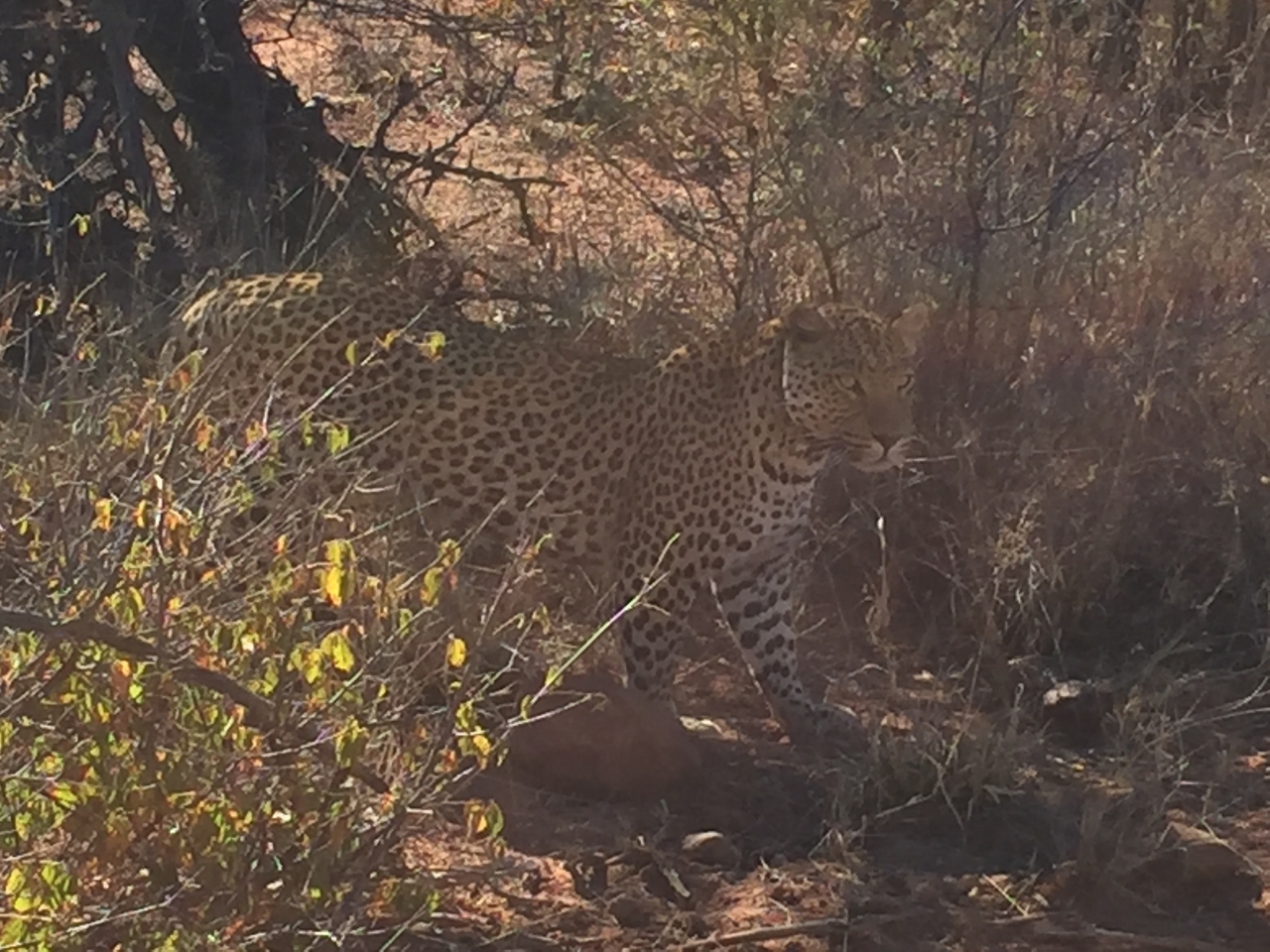 [2508] 2016_06_22_09_07_27_Africa_iPhone_6_IMG_7665_02597.jpg