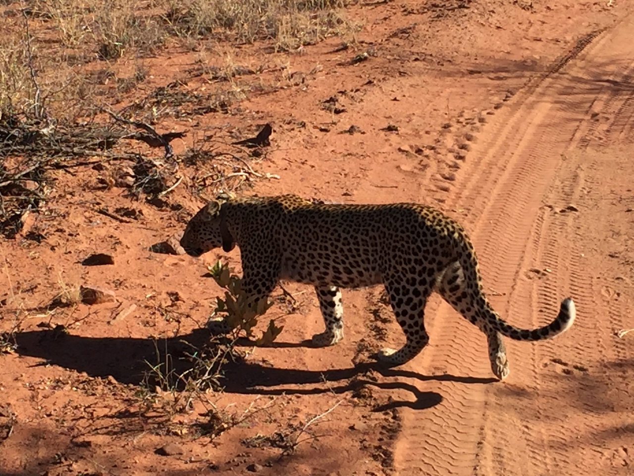 [2524] 2016_06_22_09_07_48_Africa_iPhone_6_IMG_7673_02605.jpg