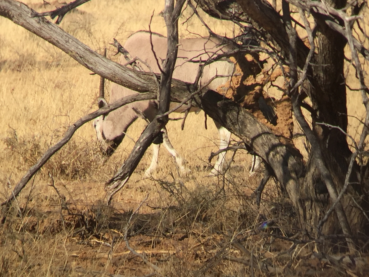 [2528] 2016_06_22_09_22_27_Africa_iPhone_6_IMG_7674_02606.jpg