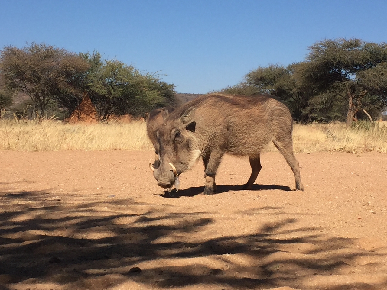 [2775] 2016_06_22_11_02_43_Africa_iPhone_6_IMG_7691_00282.jpg