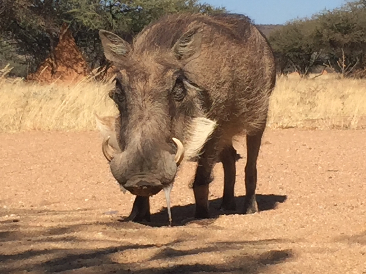 [2793] 2016_06_22_11_02_52_Africa_iPhone_6_IMG_7692_02624.jpg