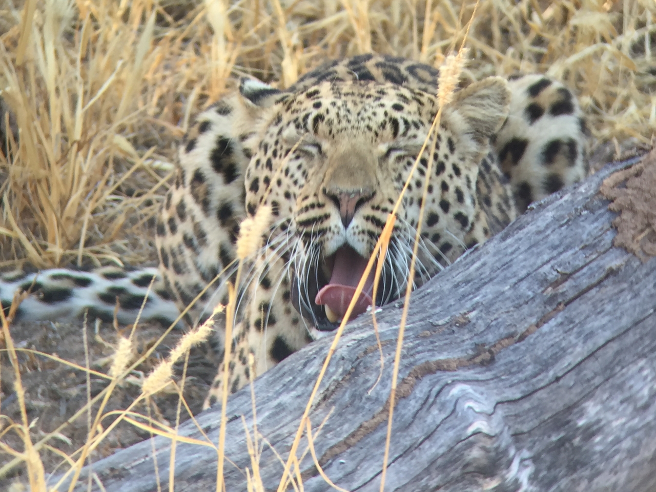 [3601] 2016_06_22_16_22_54_Africa_iPhone_6_IMG_7715_02646.jpg