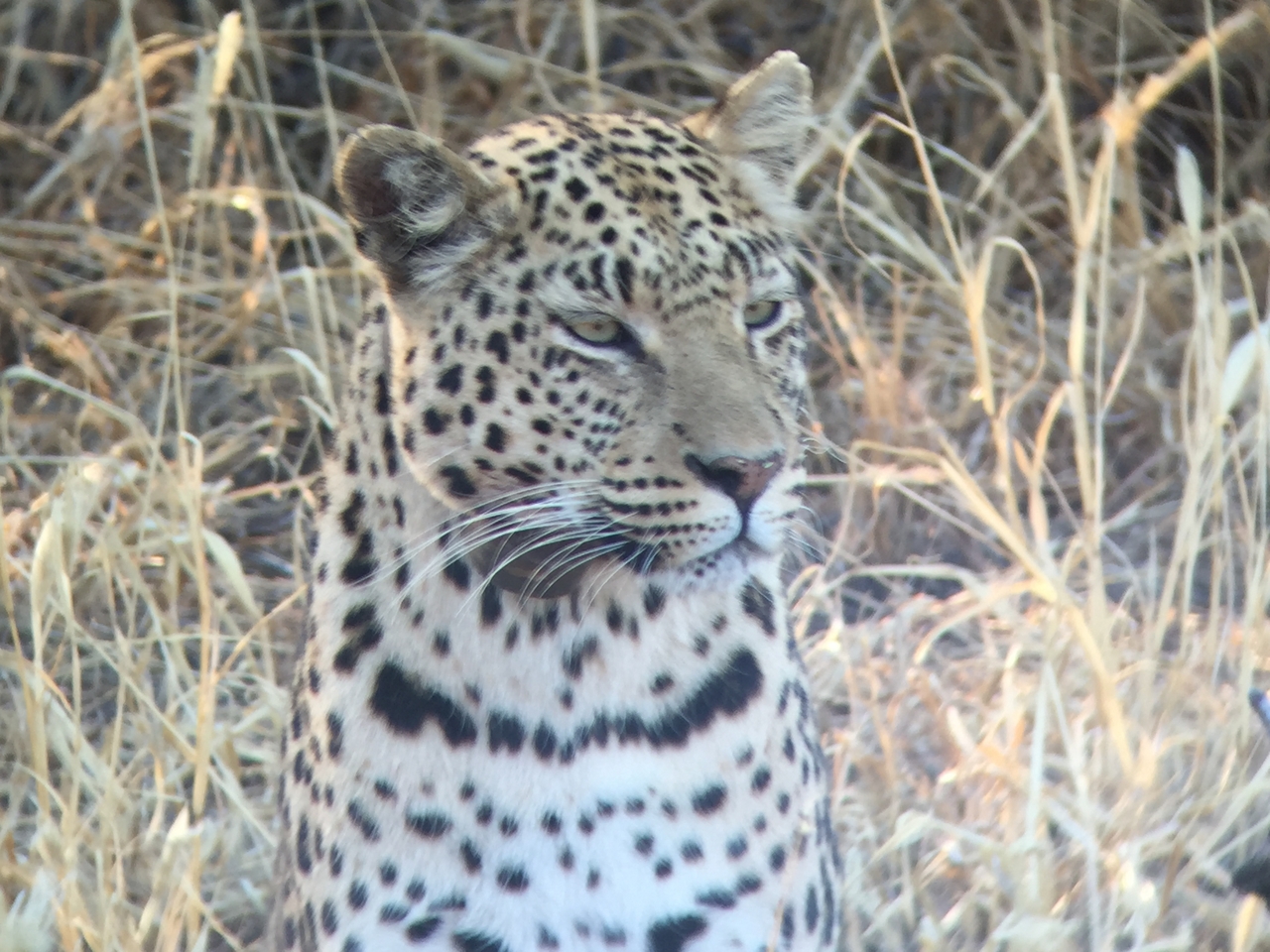 [3609] 2016_06_22_16_23_01_Africa_iPhone_6_IMG_7719_02650.jpg