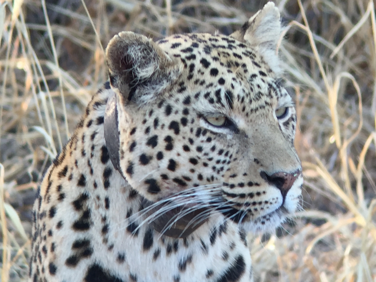 [3615] 2016_06_22_16_23_17_Africa_iPhone_6_IMG_7722_02653.jpg