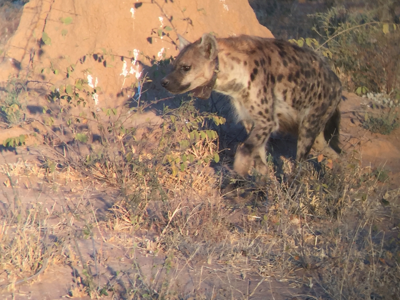 [3640] 2016_06_22_17_05_08_Africa_iPhone_6_IMG_7727_00317.jpg