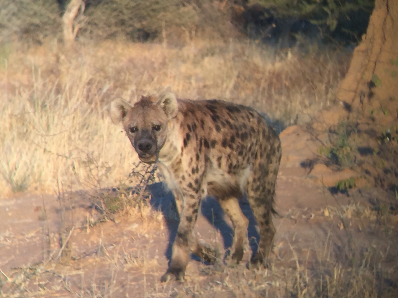 [3644] 2016_06_22_17_05_12_Africa_iPhone_6_IMG_7729_00319.jpg