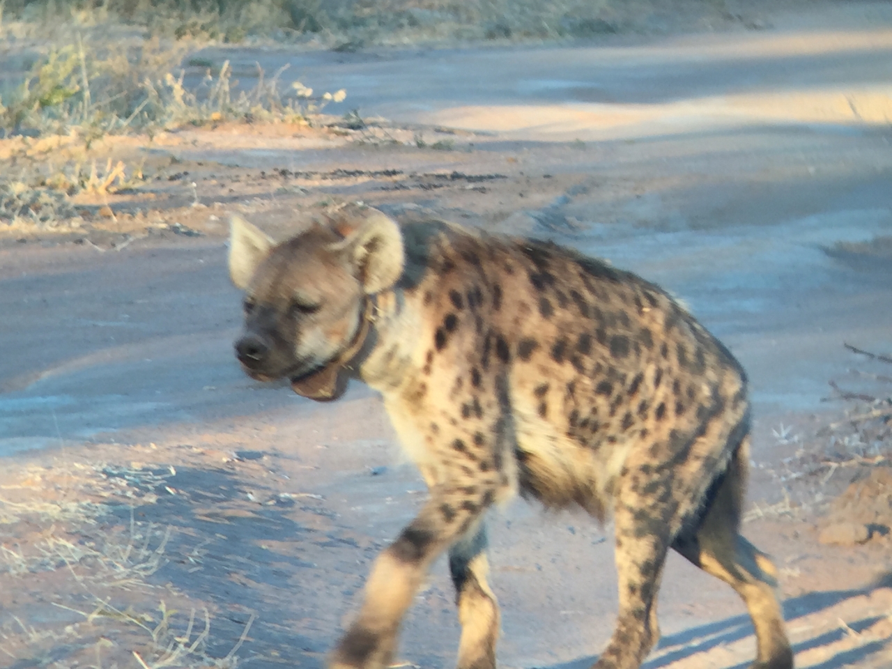 [3646] 2016_06_22_17_05_24_Africa_iPhone_6_IMG_7730_00320.jpg