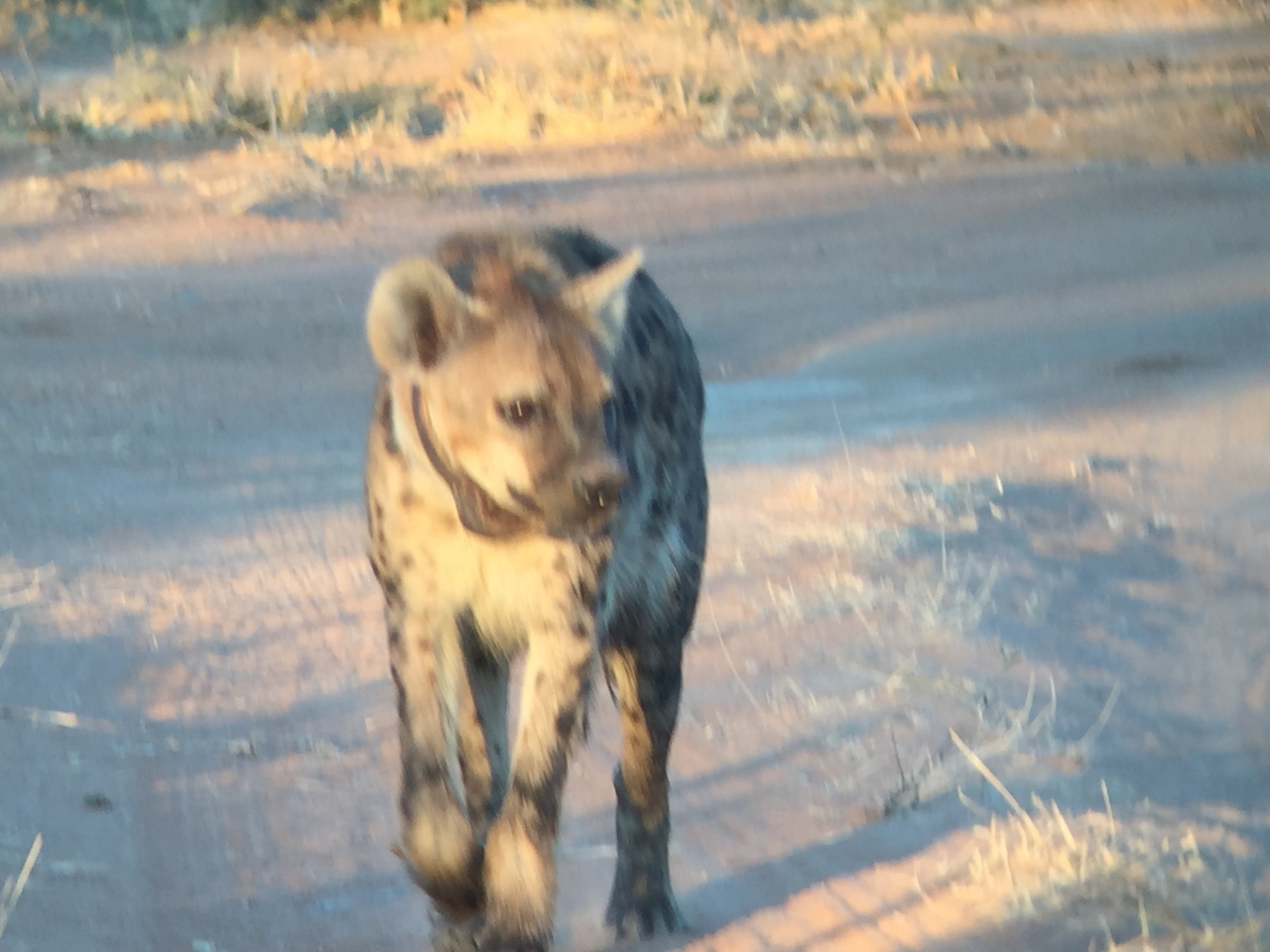 [3648] 2016_06_22_17_05_28_Africa_iPhone_6_IMG_7731_00321.jpg