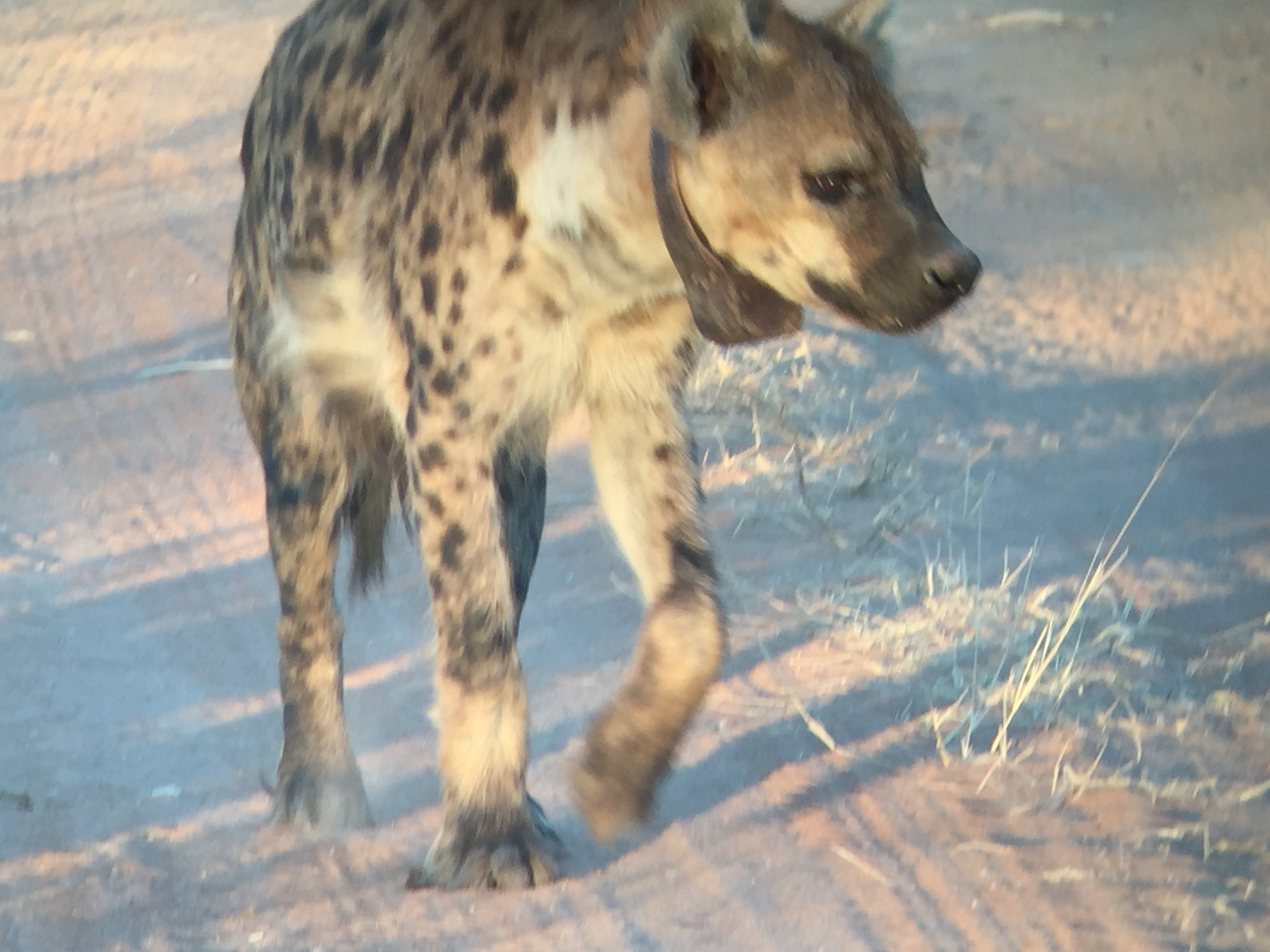 [3650] 2016_06_22_17_05_32_Africa_iPhone_6_IMG_7732_00322.jpg