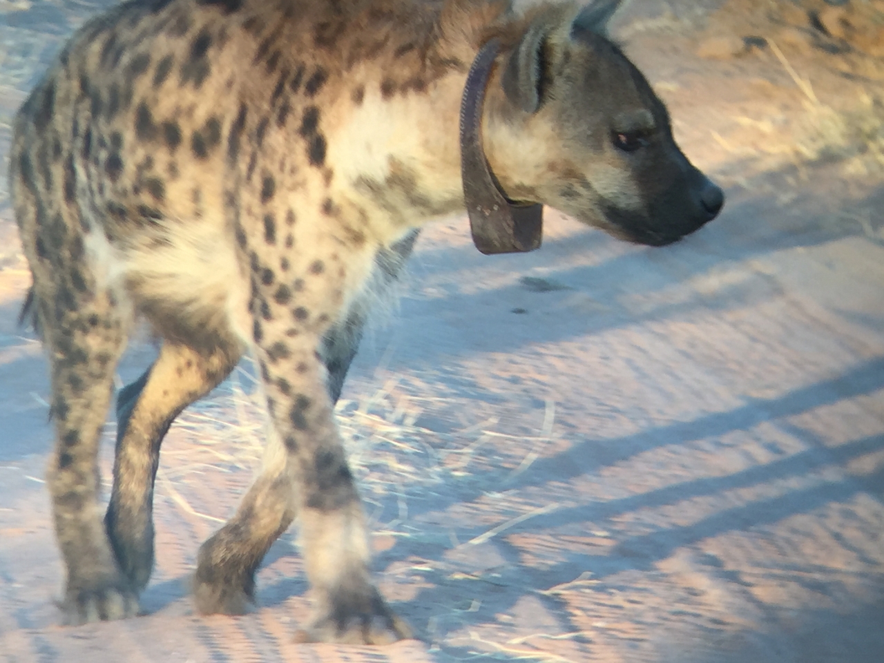 [3652] 2016_06_22_17_05_33_Africa_iPhone_6_IMG_7733_00323.jpg