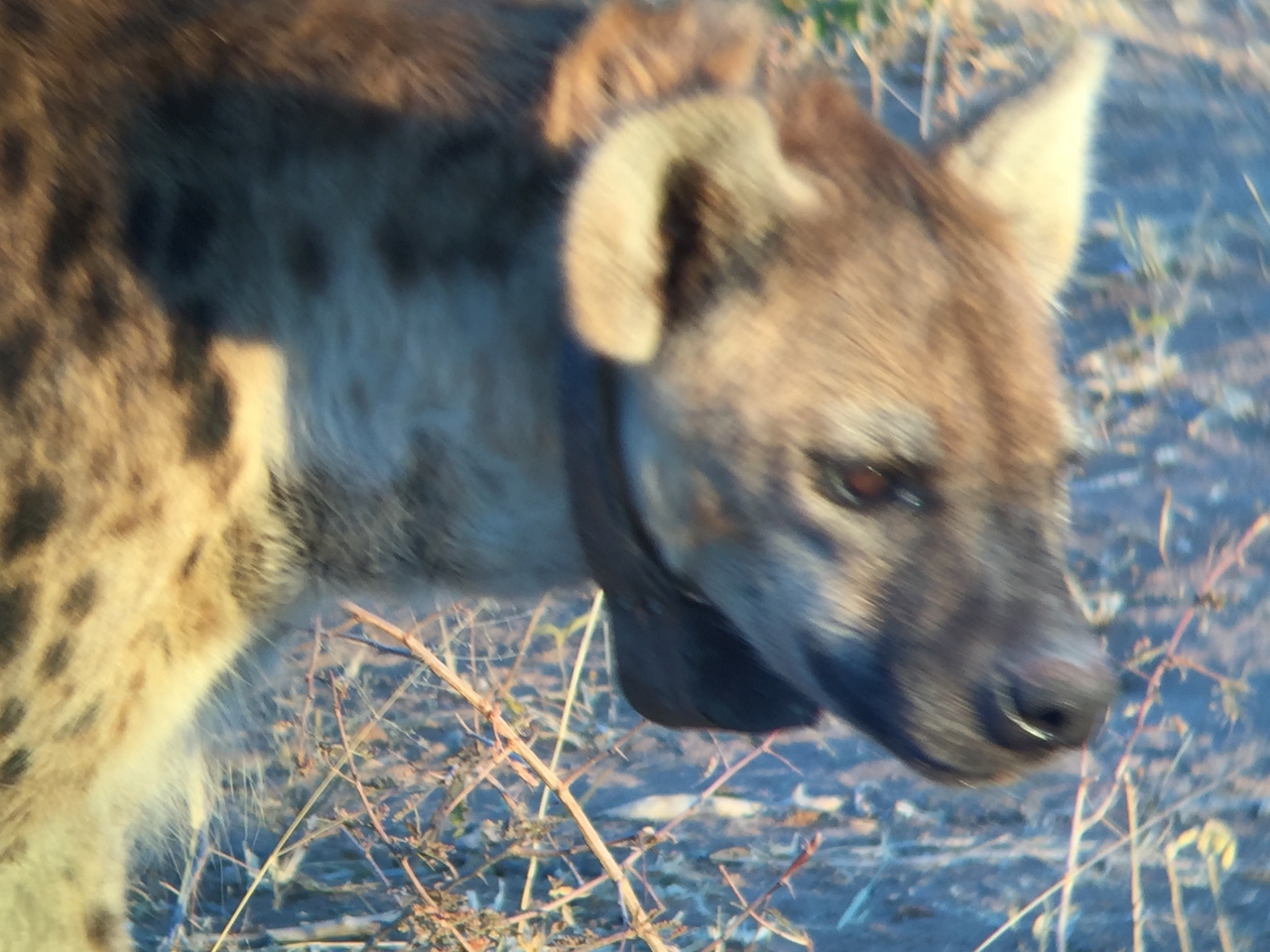 [3659] 2016_06_22_17_05_54_Africa_iPhone_6_IMG_7736_02667.jpg