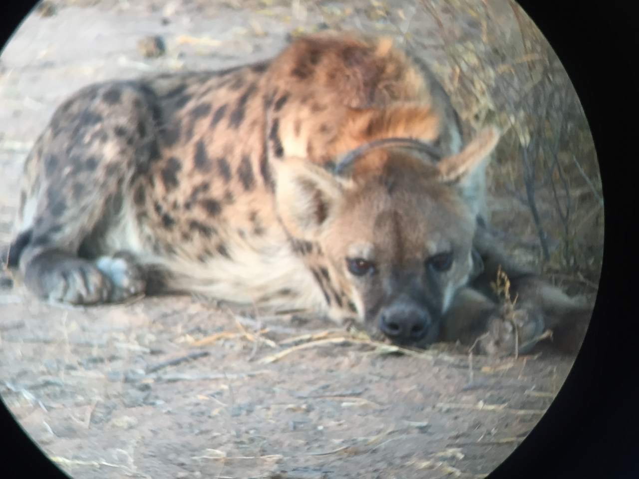 [3666] 2016_06_22_17_09_03_Africa_iPhone_6_IMG_7738_00328.jpg