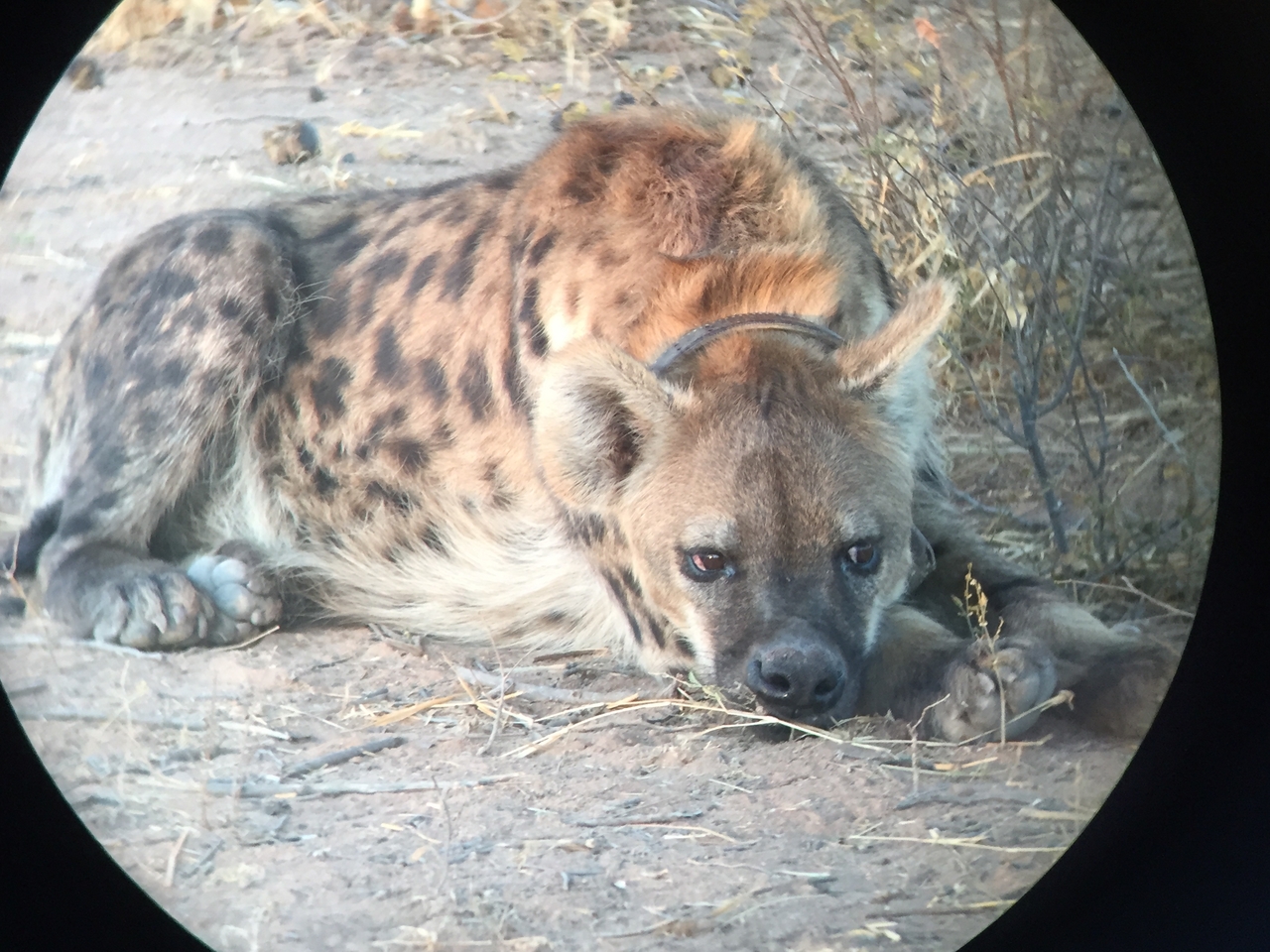 [3668] 2016_06_22_17_09_07_Africa_iPhone_6_IMG_7739_00329.jpg