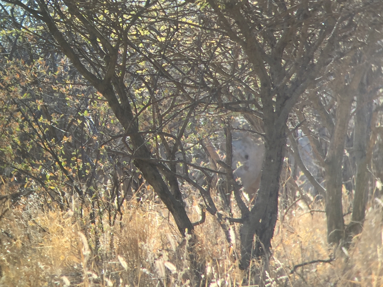 [5276] 2016_06_23_09_17_29_Africa_iPhone_6_IMG_7763_00350.jpg