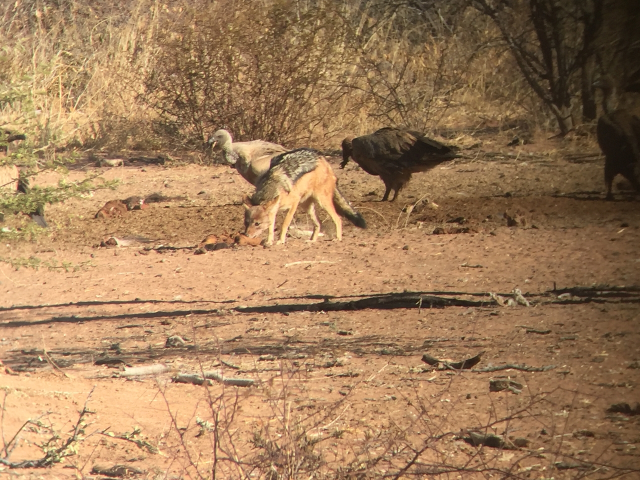 [9050] 2016_06_23_15_03_52_Africa_iPhone_6_IMG_7816_00402.jpg