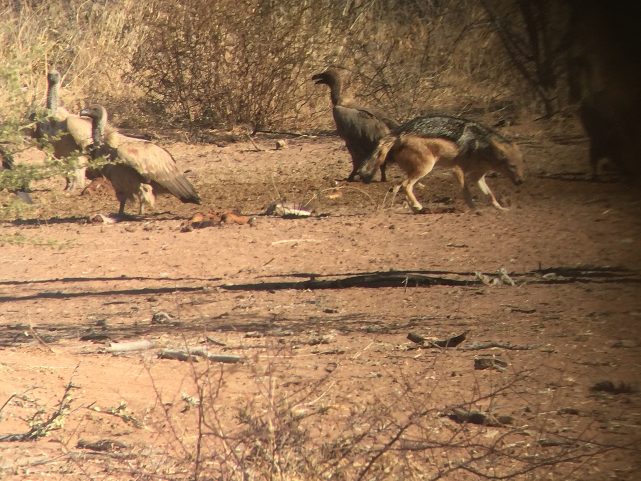 [9053] 2016_06_23_15_03_54_Africa_iPhone_6_IMG_7817_02744.jpg