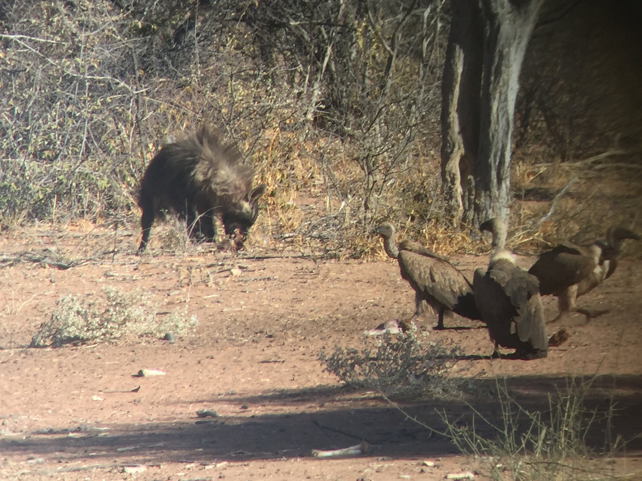 [9055] 2016_06_23_15_04_16_Africa_iPhone_6_IMG_7818_02745.jpg