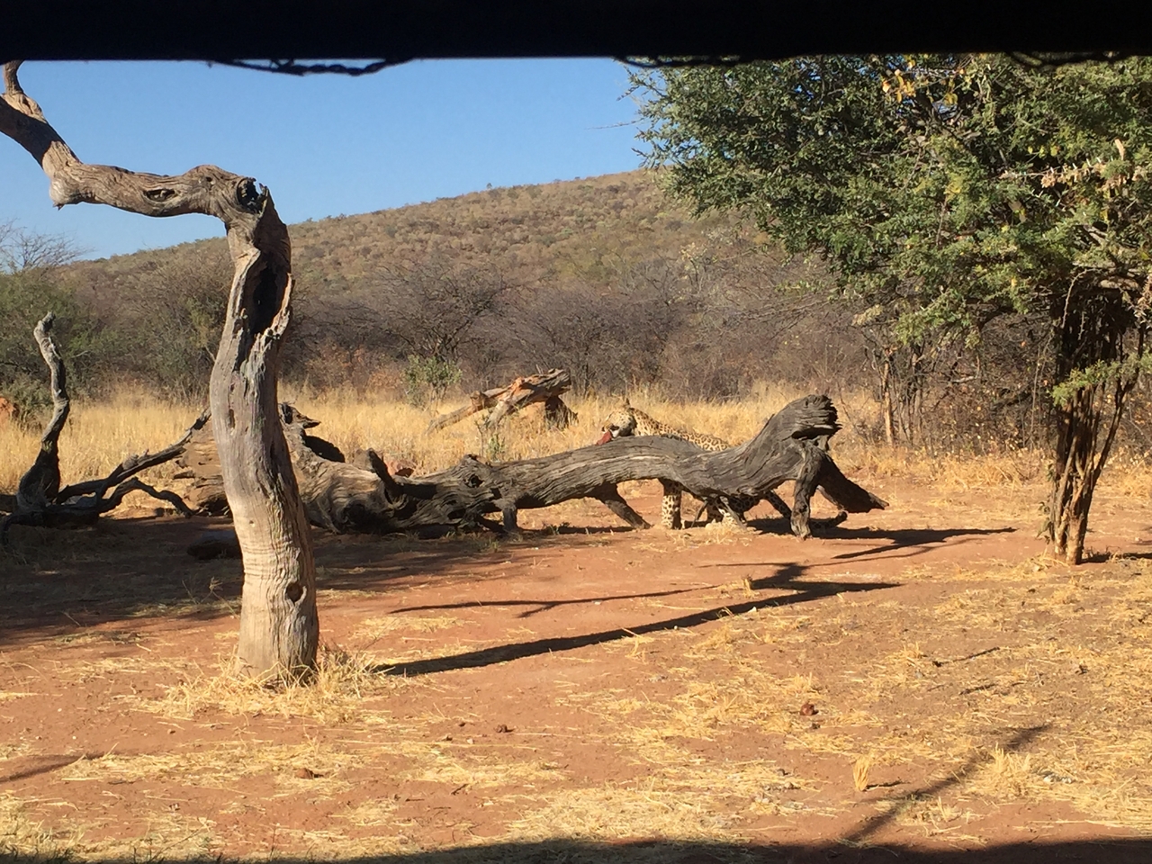 [9066] 2016_06_23_15_16_11_Africa_iPhone_6_IMG_7822_00408.jpg