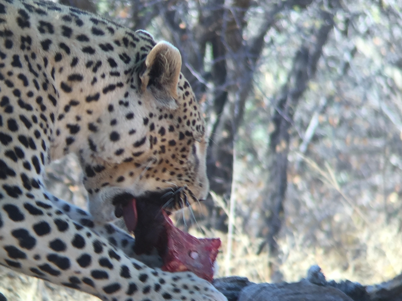 [9077] 2016_06_23_15_16_48_Africa_iPhone_6_IMG_7827_02754.jpg