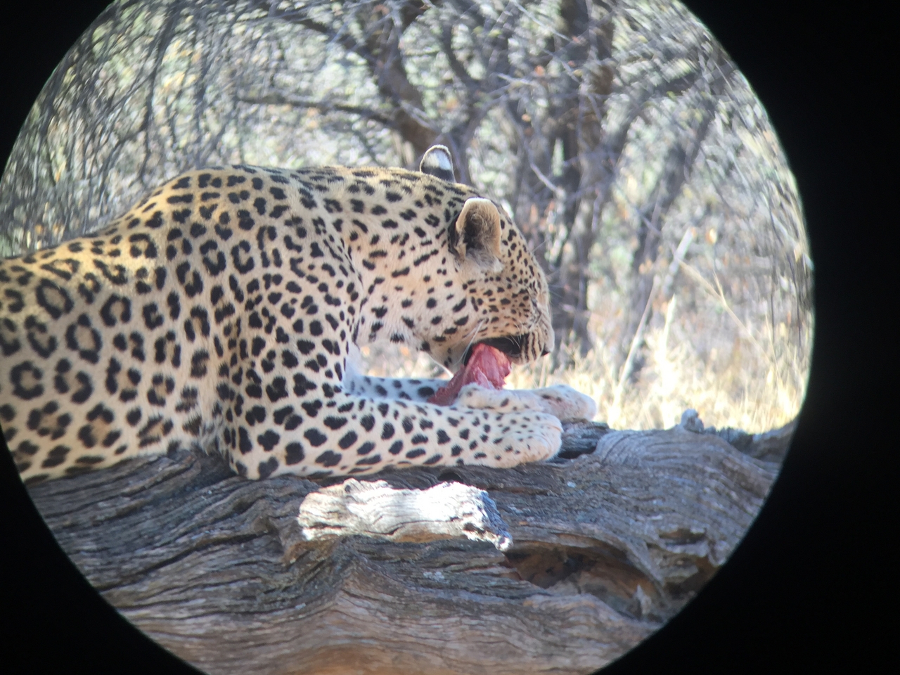 [9082] 2016_06_23_15_16_57_Africa_iPhone_6_IMG_7830_00416.jpg