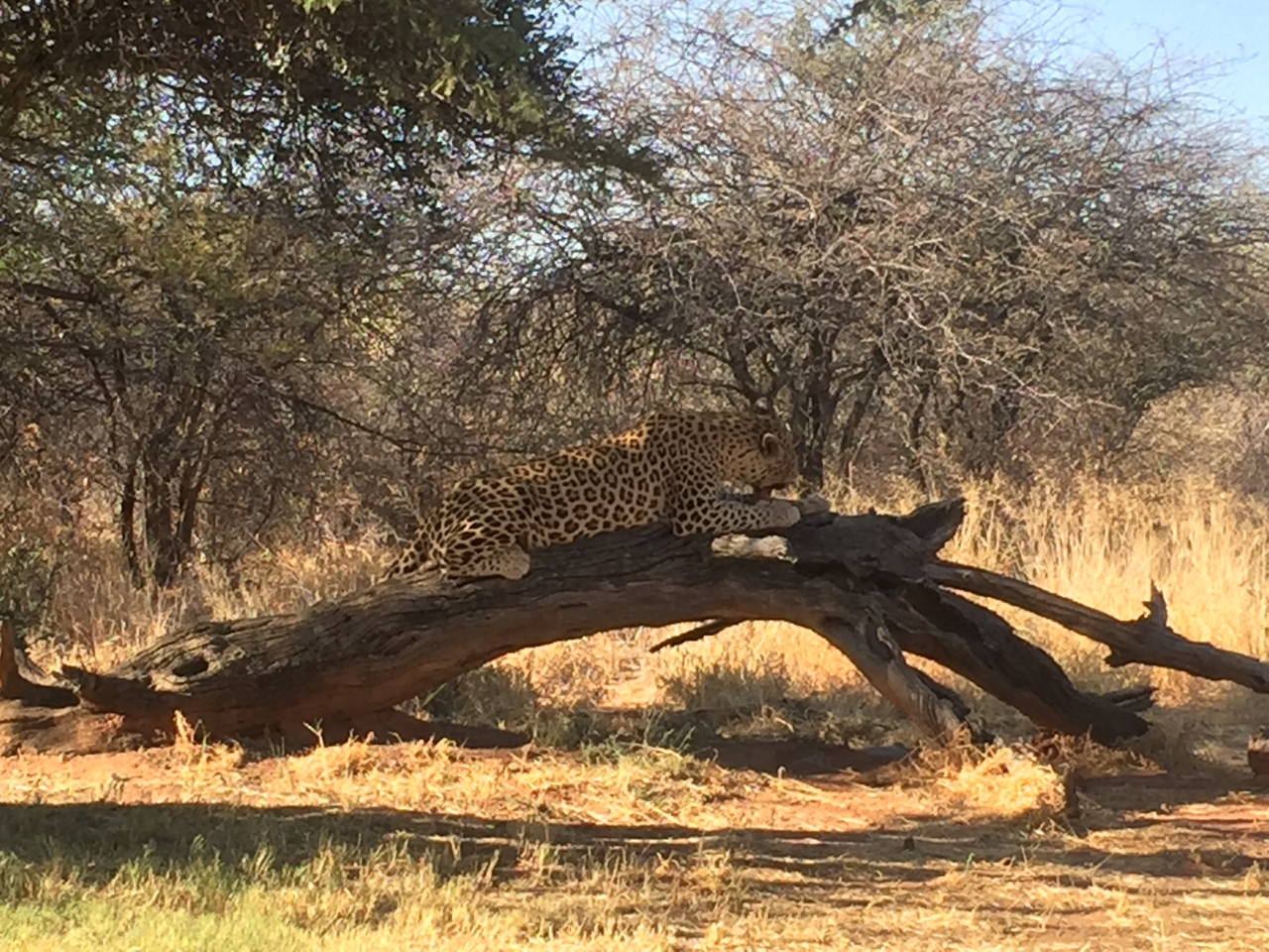 [9090] 2016_06_23_15_17_25_Africa_iPhone_6_IMG_7834_00420.jpg