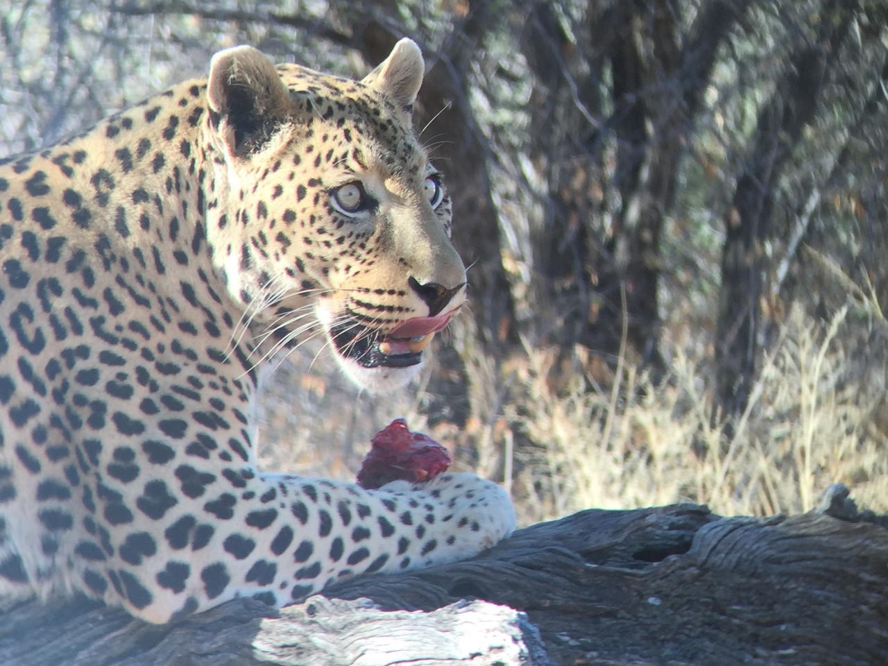 [9092] 2016_06_23_15_20_39_Africa_iPhone_6_IMG_7835_00421.jpg