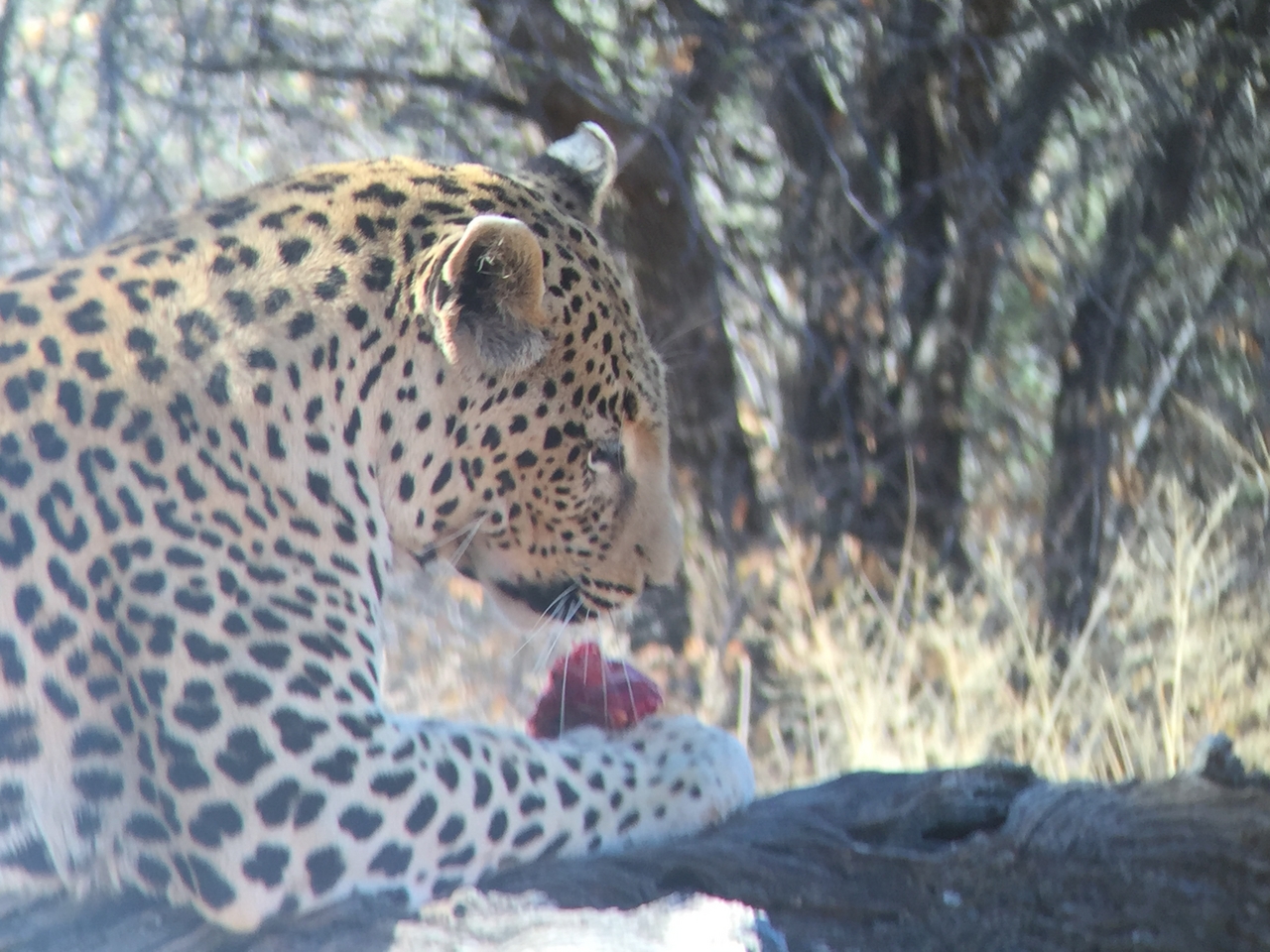 [9095] 2016_06_23_15_20_39_Africa_iPhone_6_IMG_7836_02763.jpg