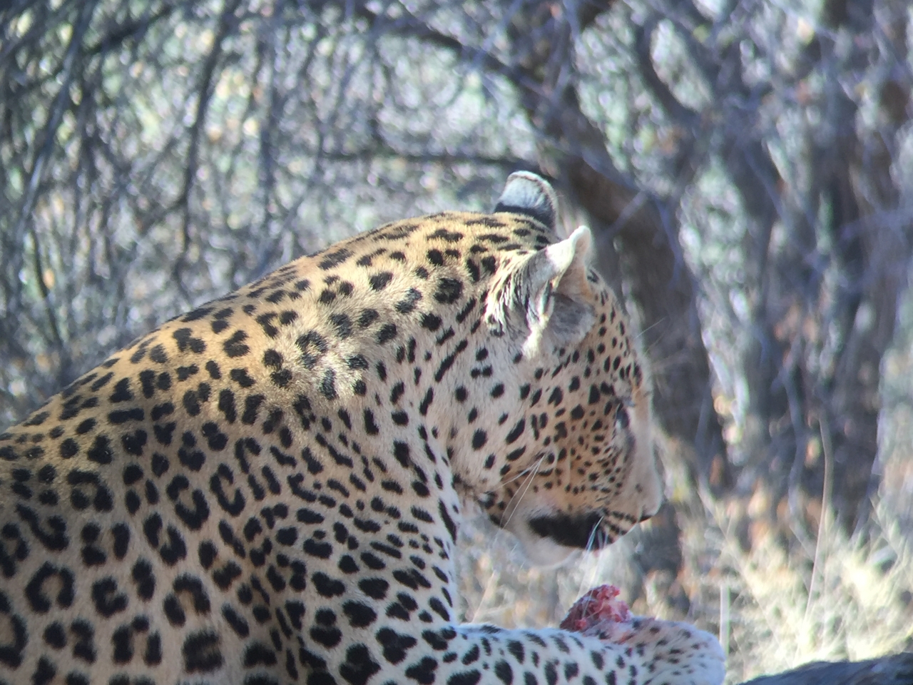 [9105] 2016_06_23_15_23_53_Africa_iPhone_6_IMG_7841_02768.jpg