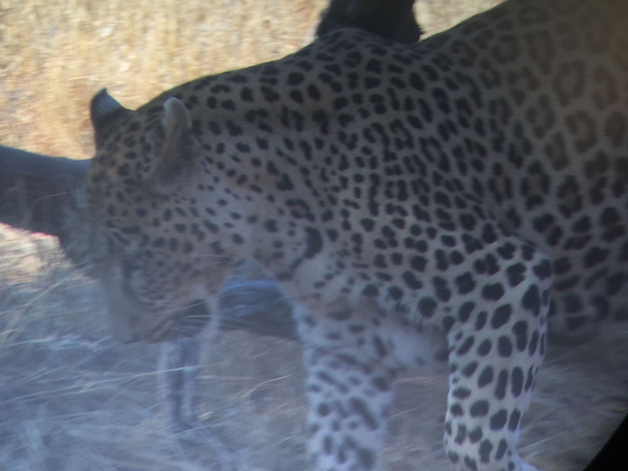 [9115] 2016_06_23_15_25_36_Africa_iPhone_6_IMG_7846_02773.jpg