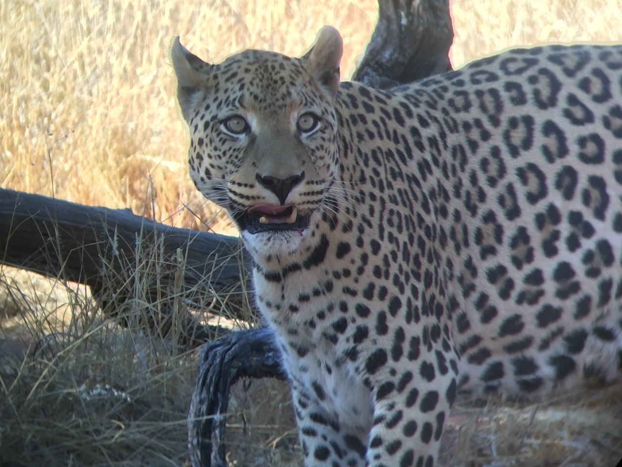 [9119] 2016_06_23_15_25_40_Africa_iPhone_6_IMG_7848_02775.jpg