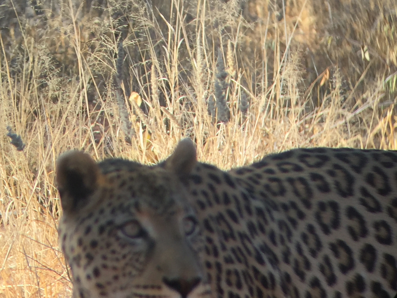 [9150] 2016_06_23_15_26_26_Africa_iPhone_6_IMG_7865_00450.jpg